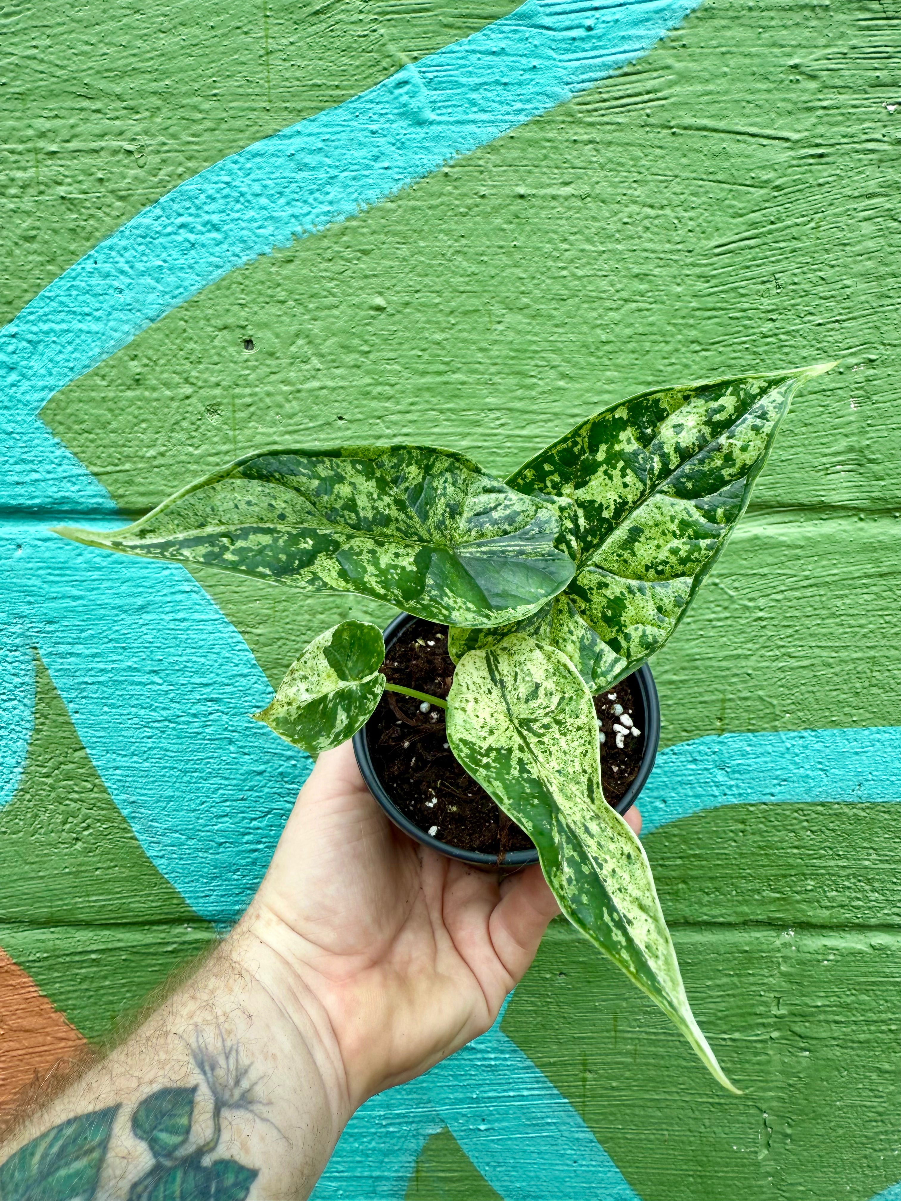 4” Alocasia 'Dragon Scale' variegated (Mint)